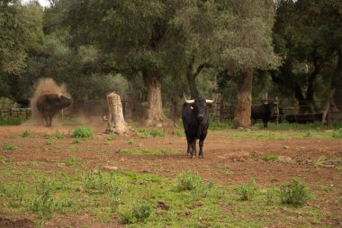 Siyah renkli cesur boğa ve büyük boynuzlar meydan okuyarak tarlanın ortasında bir ağacın yanında. Çiftlik hayvanları, cesaret, boğa güreşi, boğa güreşi.