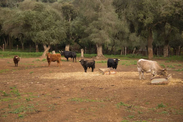 Grupo Touros Bravos Pretos Marrons Com Chifres Afiados Pastando Meio — Fotografia de Stock