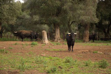 Siyah renkli cesur boğa ve büyük boynuzlar meydan okuyarak tarlanın ortasında bir ağacın yanında. Çiftlik hayvanları, cesaret, boğa güreşi, boğa güreşi.