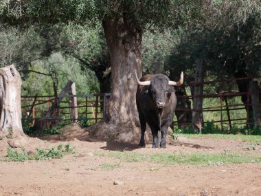 Etkileyici cesur boğa, büyük boynuzları olan siyah renk, tarlanın ortasında, bir ağacın yanında. Çiftlik hayvanları, cesaret, boğa güreşi, boğa güreşi.