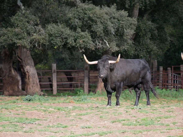 Banteng Pemberani Yang Mengesankan Warna Hitam Dengan Tanduk Besar Tengah — Stok Foto