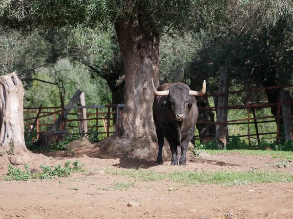 Impressionante Toro Coraggioso Colore Nero Con Enormi Corna Mezzo Campo — Foto Stock