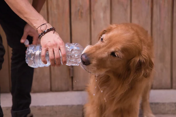 Detail of beautiful pedigree dog drinking water directly from a bottle held by his owner's hand. Concept animals, pets, dogs, thirst, hydration, heat.