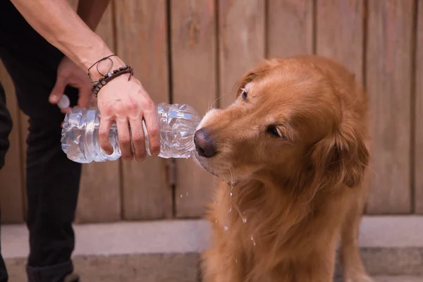 Detail of beautiful pedigree dog drinking water directly from a bottle held by his owner\'s hand. Concept animals, pets, dogs, thirst, hydration, heat.