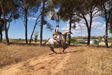 Woman horsewoman, young and beautiful, performing cowgirl dressage exercises with her horse, in the countryside. Concept horse riding, animals, dressage, horsewoman, cowgirl.