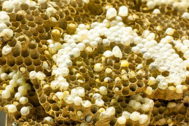 Eşek arısı kovanını larva ya da embriyo ile kapatıyoruz. Kültürel embriyolar için odak arı yuvası seçiyoruz.