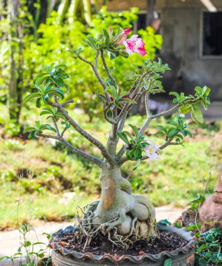 Adenyum ve büyük kökler bahçedeki süsleme için bir tuğlada..