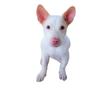 Sevimli köpek yukarı bakıyor, köpek bakımı beyaz arka planda izole.