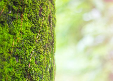 Odaklan güzel yeşil yosun güneş ışığında, yosun gün batımında ya da gündoğumunda ağaçta yetişir..