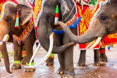 Yerlerde oynayan güzel ve büyük filler, fil ilişkileri, renkli boyalı filler, Tayland 'da süslü filler vardır..