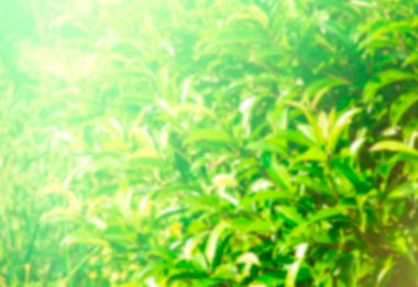 Güneş ışığında bulanık arkaplanda yeşil yaprak, arka planda kopya alanı olan yeşil yaprak