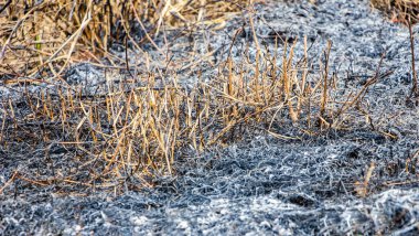 Yakın plan yanmış çimen arka plan, yanmış ot ve ağaç.