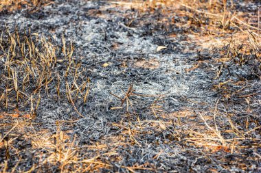 Yakın plan yanmış çimen arka plan, yanmış ot ve ağaç.