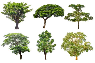 Eski ağaçların karışımı, beyaz zemin üzerinde büyük yaprak döken ağaç, mimari tasarım veya çalışmada kullanılmak üzere.