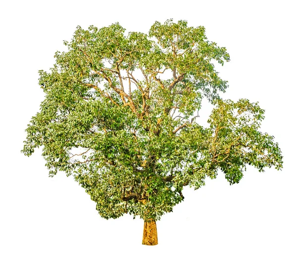 Pojedyncze Drzewo Liściaste Białym Tle Stosowania Architekturze Lub Pracach — Zdjęcie stockowe