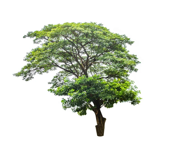 Árvore Caduca Isolada Sobre Fundo Branco Destinada Ser Utilizada Projectos — Fotografia de Stock