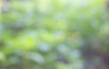 soyut yeşil bulanık arkaplan ve yumuşak ışık