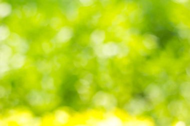 soyut yeşil bulanık arkaplan ve yumuşak ışık