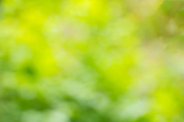 Arka plan olarak doğal yeşil bitki manzarasını kullanarak kopyalama alanı ile bulanık yeşil arkaplan üzerinde yeşil yaprak.