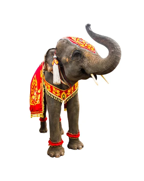 Elephan Criando Tronco Elefante Tiene Hermoso Grande Aislado Sobre Fondo — Foto de Stock