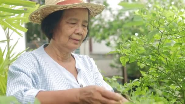 Χαρούμενη Ασιάτισσα Ηλικιωμένη Γυναίκα Κηπουρική Και Καλλιέργεια Βρώσιμων Λαχανικών Στο — Αρχείο Βίντεο