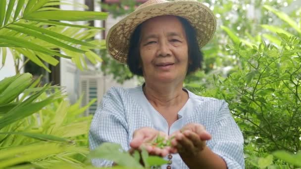 Glücklich Asiatische Ältere Frau Garten Und Anbau Essbaren Gemüses Hause — Stockvideo