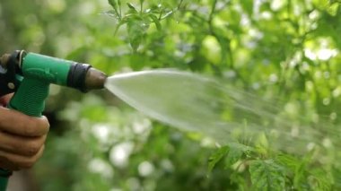 Evde yaşayan Asyalı yaşlı kadın yiyecek için ekilen sebzeleri suluyor. Organik, zehirli olmayan sebzeler. Yaşlılar için emeklilik yaşı sağlık hizmeti kavramı