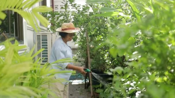 Eine Ältere Asiatische Frau Die Hause Lebt Gießt Das Gemüse — Stockvideo