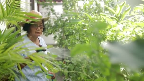 Ασιάτισσα Ηλικιωμένη Που Ζει Στο Σπίτι Ποτίζει Λαχανικά Που Έχουν — Αρχείο Βίντεο