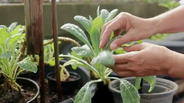 노랗고 냅니다 그것은 식용으로 재배되는 무독성 식물이다 가정에서 채소를 재배하는 — 비디오