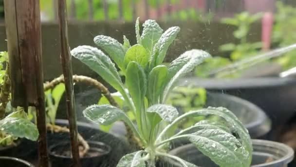 给绿叶有机甘蓝浇水 生长在房子的周围 无毒食物的概念 种植自己的蔬菜 — 图库视频影像