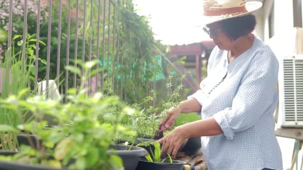 Ασιάτισσα Ηλικιωμένη Γυναίκα Που Ζει Στο Σπίτι Φτιάχνει Κήπο Για — Αρχείο Βίντεο