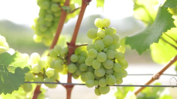 ワイン畑の眺め 白ワインを作るために白ブドウを収穫 特性は癌細胞の成長を抑制するのを助ける 悪い脂肪の量を減らすのに役立ちます 農業の概念 — ストック動画