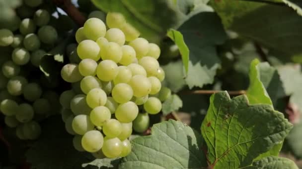 葡萄酒葡萄园的景观 采摘白葡萄 酿制白葡萄酒 属性有助于抑制癌细胞的生长 帮助减少不良脂肪的含量 农业概念 — 图库视频影像