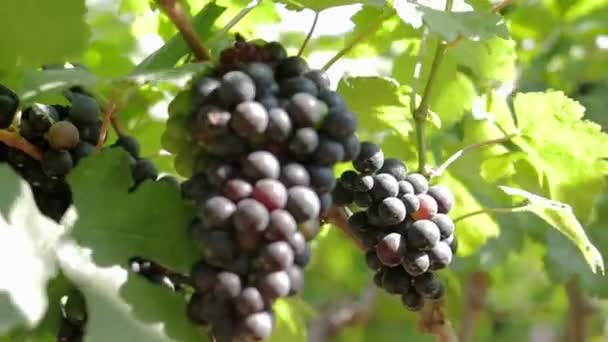 Widok Winnice Zbieranie Czarnych Winogron Produkcji Czerwonego Wina Właściwości Pomagają — Wideo stockowe