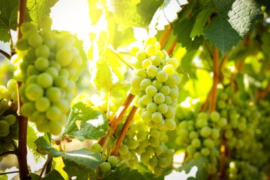 Şarap bağlarının manzarası. Beyaz şarap yapmak için beyaz üzüm toplayın. Özellikler kanser hücrelerinin büyümesini engeller. Kötü yağ miktarını azaltmaya yardımcı olur. Tarım kavramları.