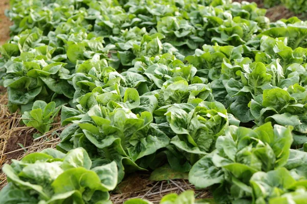 Organic Non Toxic Vegetable Growing Soil Vegetable Salad Farm Beautiful — Stock Photo, Image