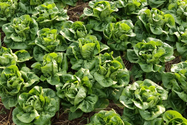 Organic Non Toxic Vegetable Growing Soil Vegetable Salad Farm Beautiful — Stock Photo, Image