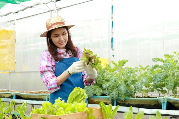 Las Agricultoras Asiáticas Cultivan Lechuga Orgánica Invernaderos Mantenga Las Verduras —  Fotos de Stock