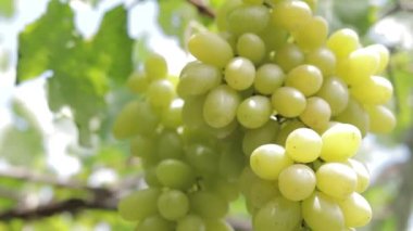 Yeşil üzümlerin yakın plan fotoğrafı. Organik üzüm bağı tarım konsepti. Altın sarısı yeşil üzümler, tatlı tatlar, mis kokulu, çıtır çıtır, ağaçtan taze.