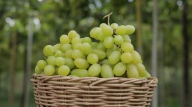 Tahta bir sepetteki yeşil üzümleri yakından çek. Organik üzüm çiftçiliği konsepti. Yeşil üzümler, altın sarısı, tatlı, güzel kokulu, çıtır çıtır, ağaçtan taze. organik gıda. 