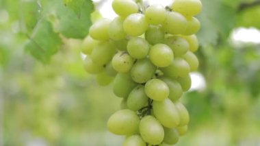 Yeşil üzümlerin yakın plan fotoğrafı. Organik üzüm bağı tarım konsepti. Altın sarısı yeşil üzümler, tatlı tatlar, mis kokulu, çıtır çıtır, ağaçtan taze.