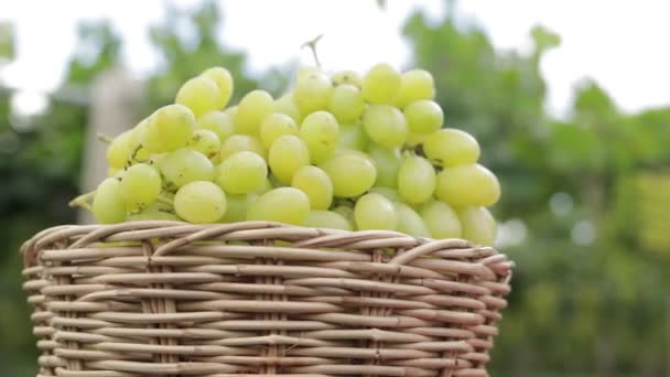 Nahaufnahme Grüner Trauben Einem Holzkorb Konzept Des Ökologischen Weinanbaus Grüne — Stockvideo