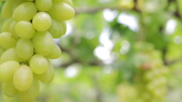 绿色葡萄的特写照片 有机葡萄园耕作的概念 金黄色的绿色葡萄 甜甜的味道 新鲜的树 — 图库视频影像