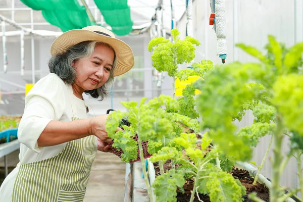 Elderly Women Farming Grow Organic Lettuce Small Greenhouse Agricultural Concept — Stock Fotó