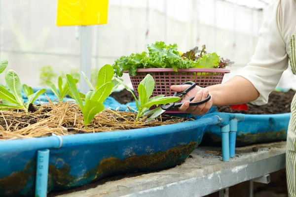 Elderly Women Farming Grow Organic Lettuce Small Greenhouse Use Scissors — Stock Fotó