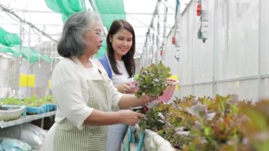Asian mother and daughter farming, growing organic lettuce in a small greenhouse. Both are happy to grow vegetables. agricultural concept Healthy food. Jobs of the elderly in retirement age