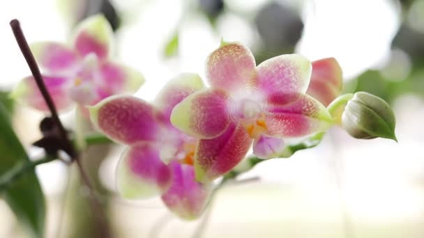 近距离拍摄美丽的兰花 热带花园中的自然美景 泰国的兰花农业概念 — 图库视频影像