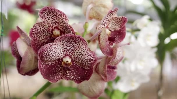 Primo Piano Belle Orchidee Bellezza Della Natura Giardino Tropicale Concetto — Video Stock