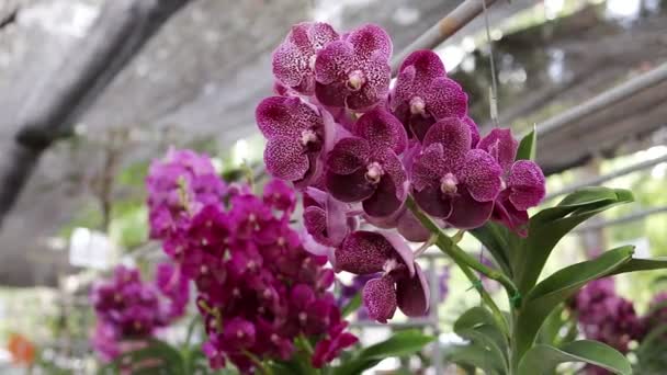 特写镜头为美丽的紫色兰花 热带花园中的自然美 泰国的兰花农业概念 — 图库视频影像